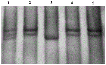 A method for detecting single nucleotide polymorphism of beef cattle ucp3 gene