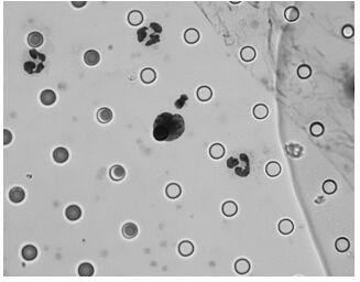 Apoptosis kit applied to circulating tumor cell detection and detection method thereof