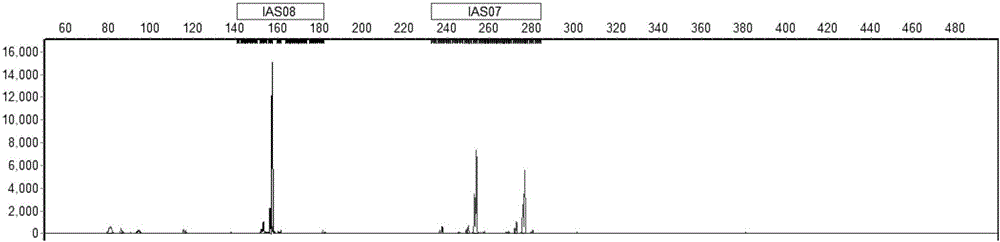 Complete set of reagent and method for identifying parent-child relationship of Beijing ducks