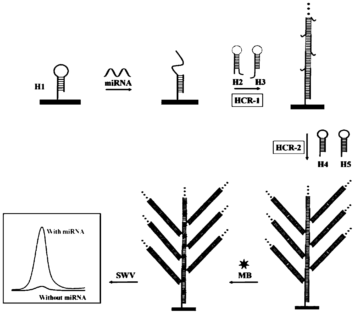 Micro RNA detection method based on one-step triggered branched DNA nanostructure