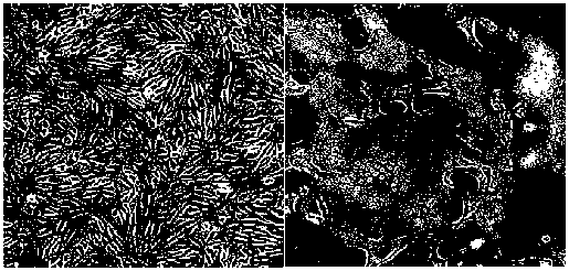 Porcine epidemic diarrhea, porcine deltacoronavirus dual inactivated vaccine and preparation method thereof