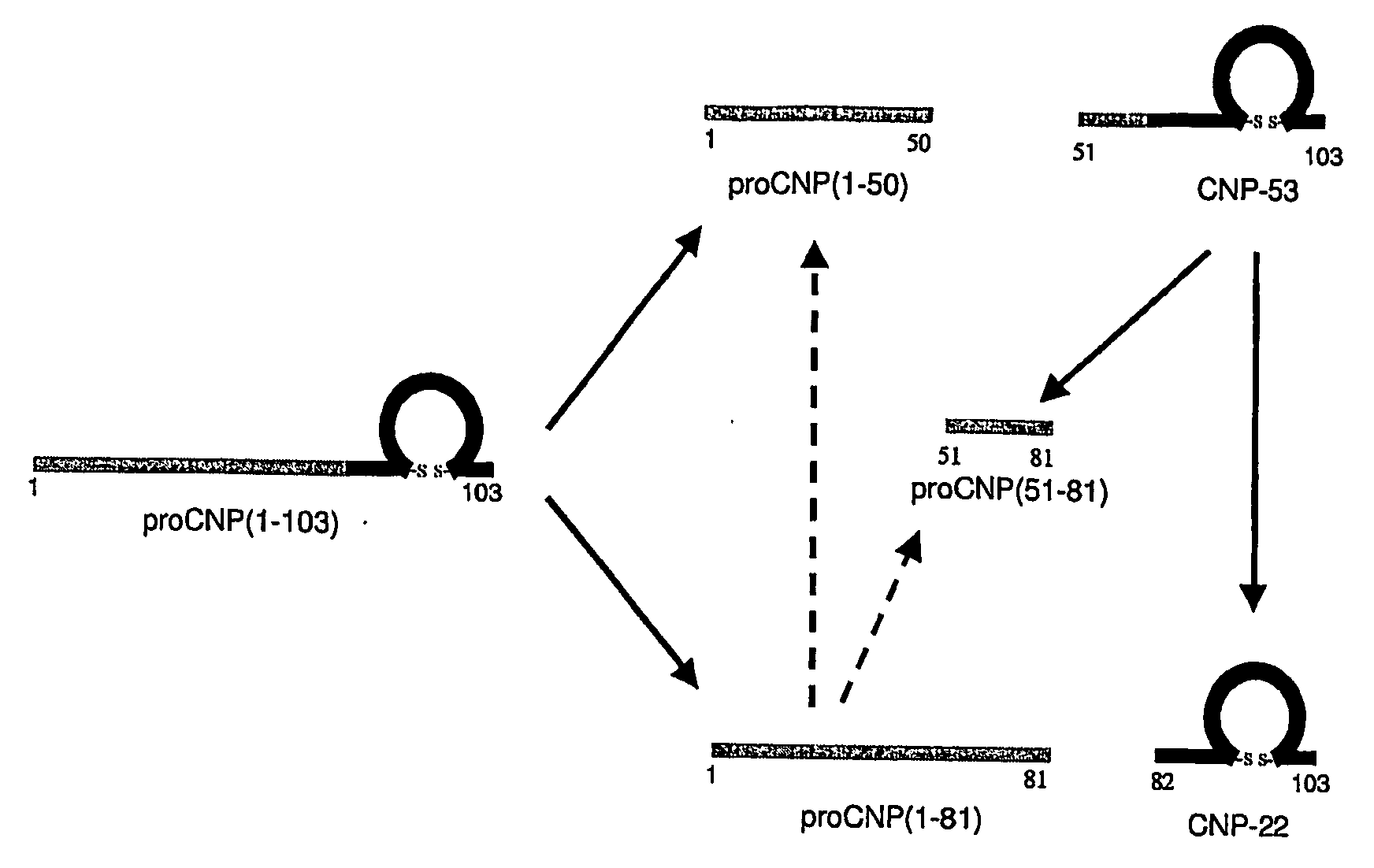 Assessment of Skeletal Growth Using Measurements of Nt-Cnp Peptides