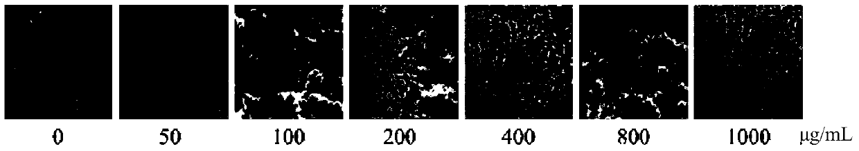 Sweet potato extract and its preparation method and application