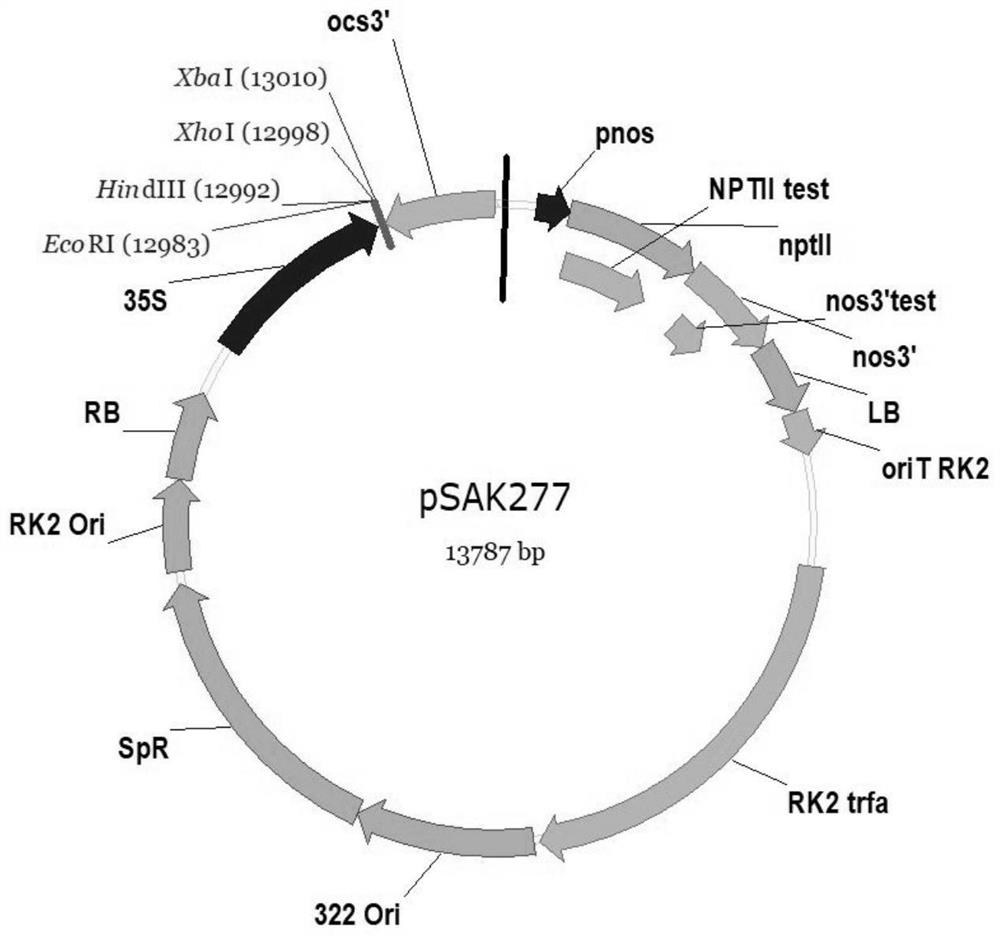 Agrobacterium-mediated peach genetic transformation method