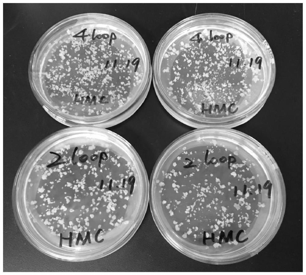 Agrobacterium-mediated peach genetic transformation method