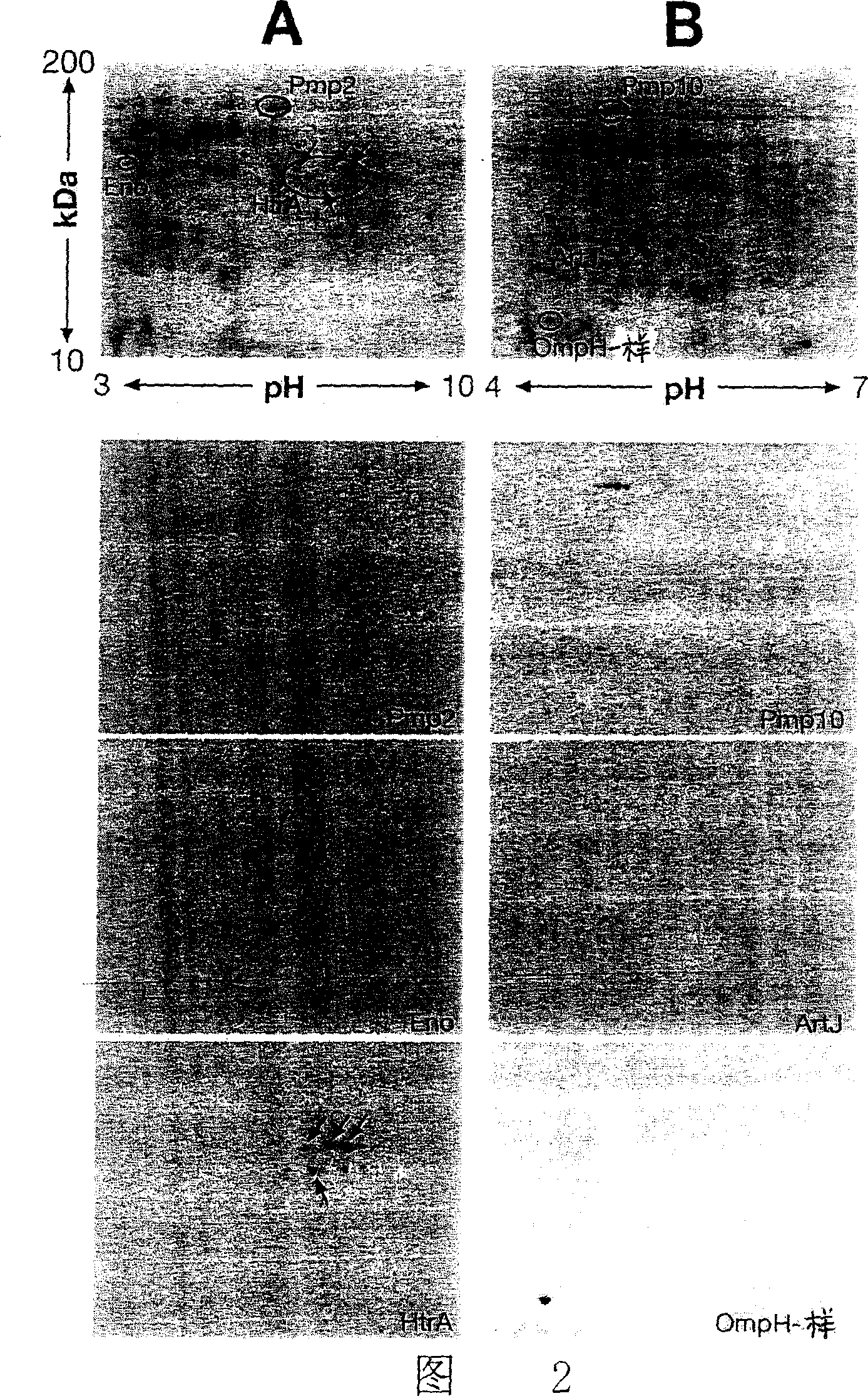 Immunogenic compositions for pneumonia chlamydia