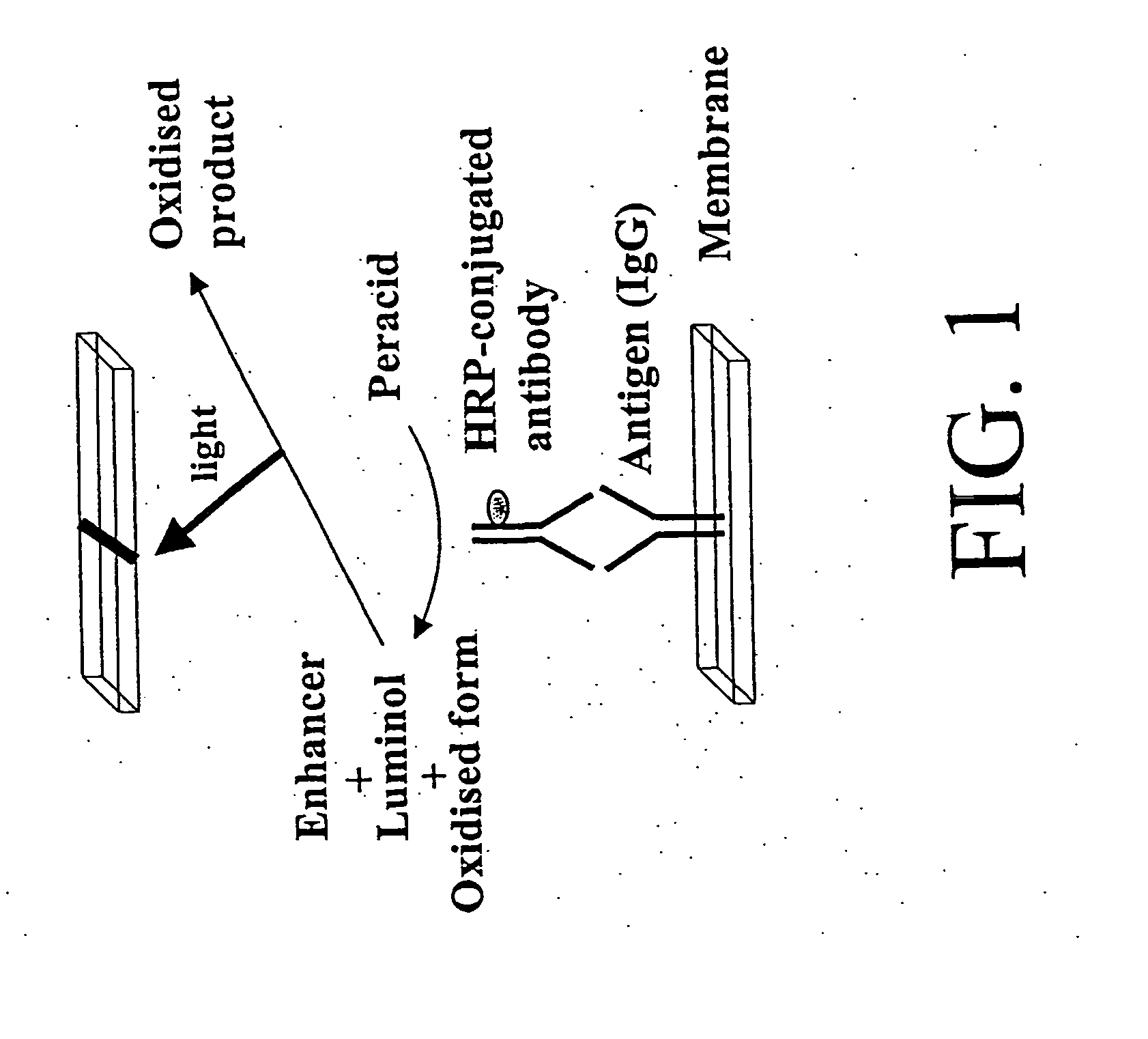 Antibody-based protein array system