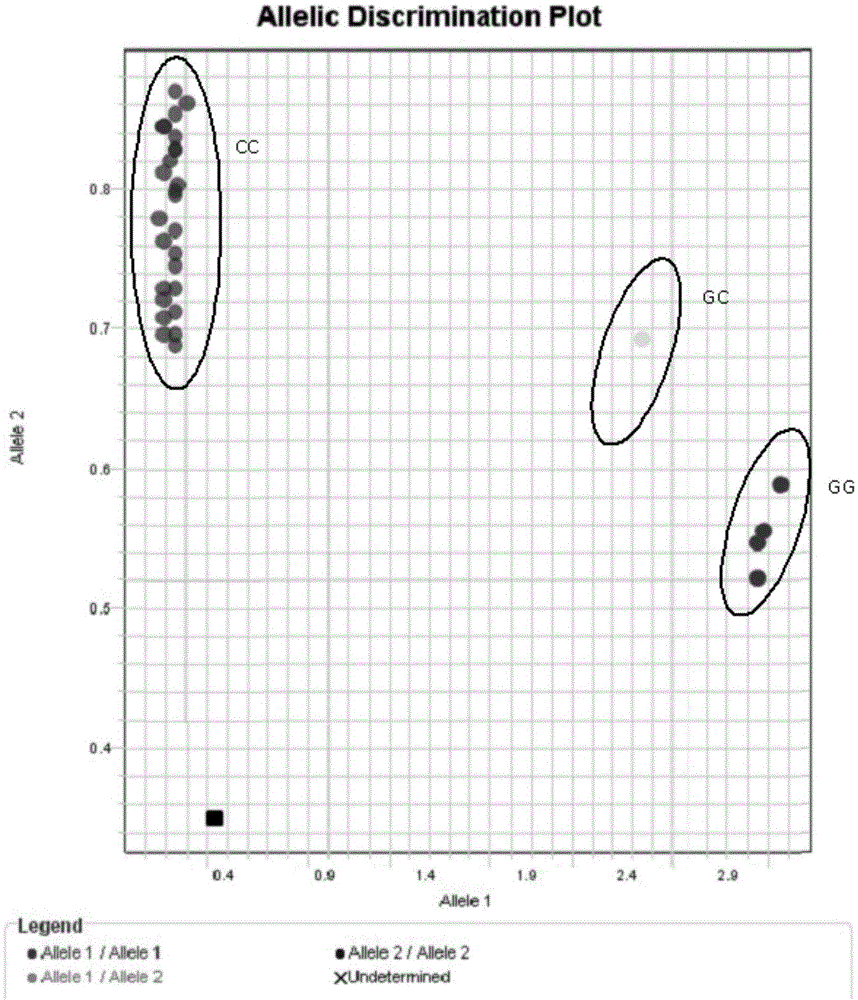 Primers and kit for detecting rice blast resistance genes Pigm and genetic typing method