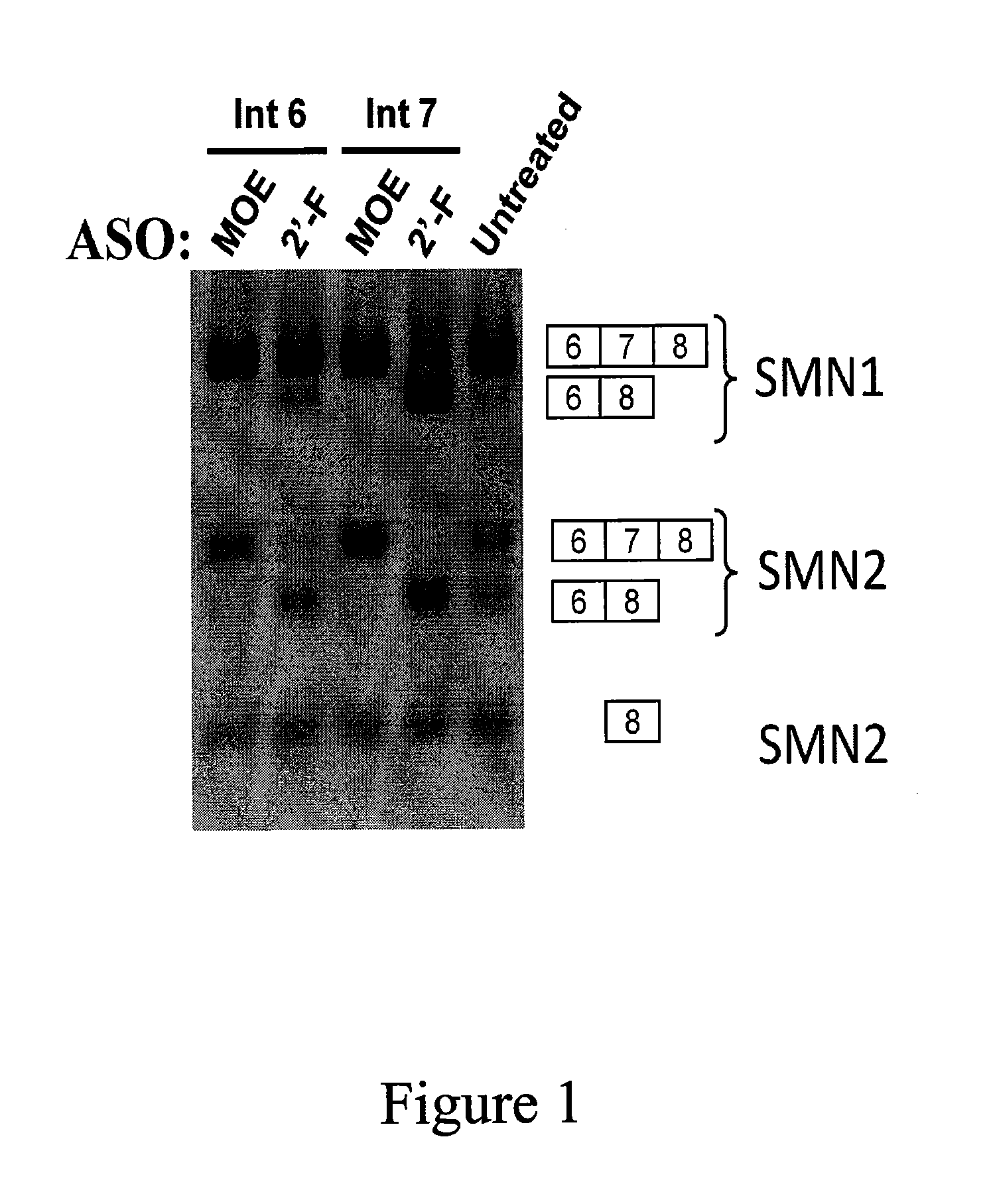 Compounds and methods for modulating interaction between proteins and target nucleic acids