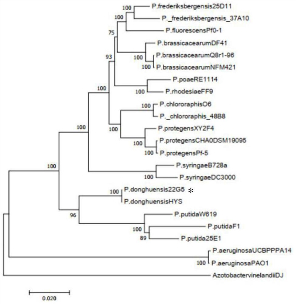 Application of 7-hydroxytropolone in preventing and treating verticillium wilt of crops