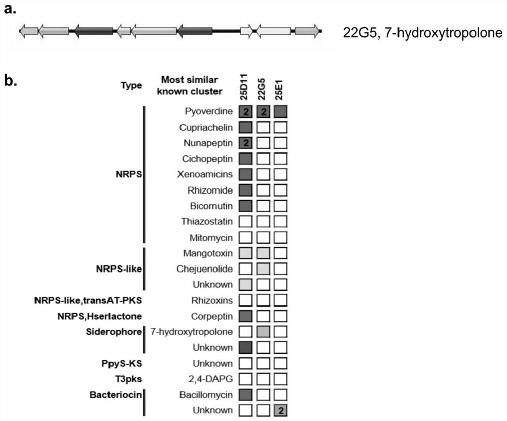 Application of 7-hydroxytropolone in preventing and treating verticillium wilt of crops