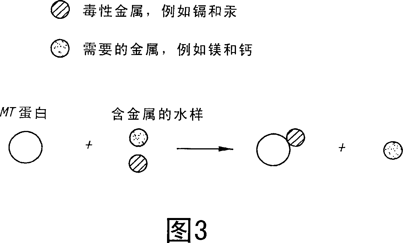 Composition and method for removing heavy metals from contaminated samples with membranes comprising purified metallothionein