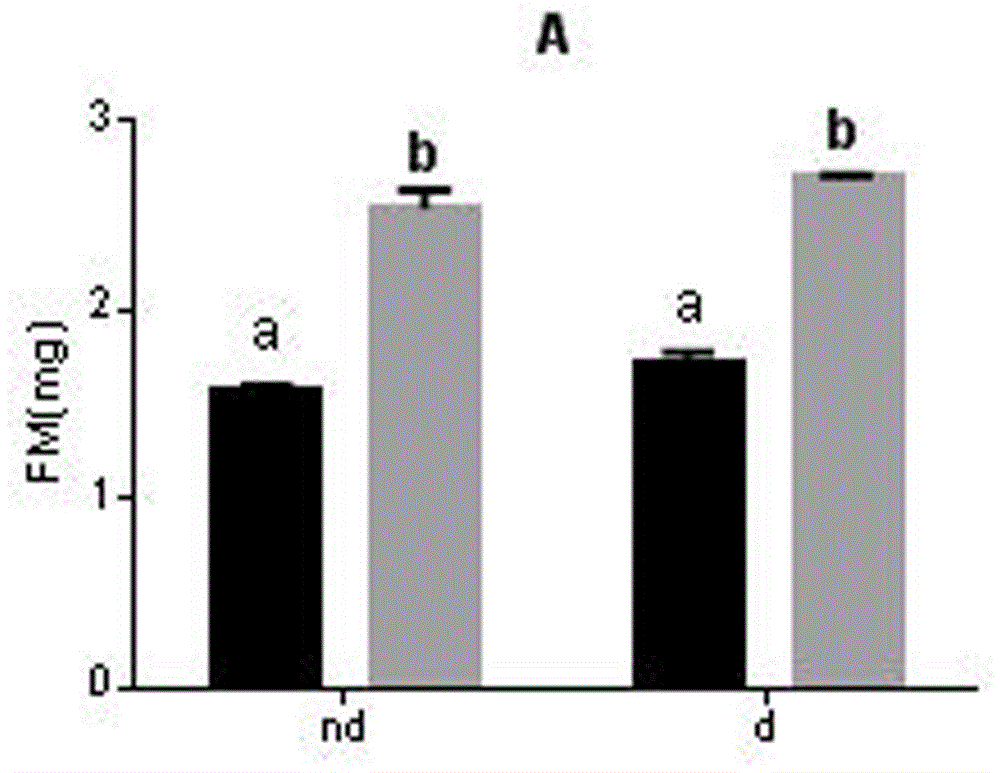 A method for improving cold resistance of blowfly chrysalis chrysalis