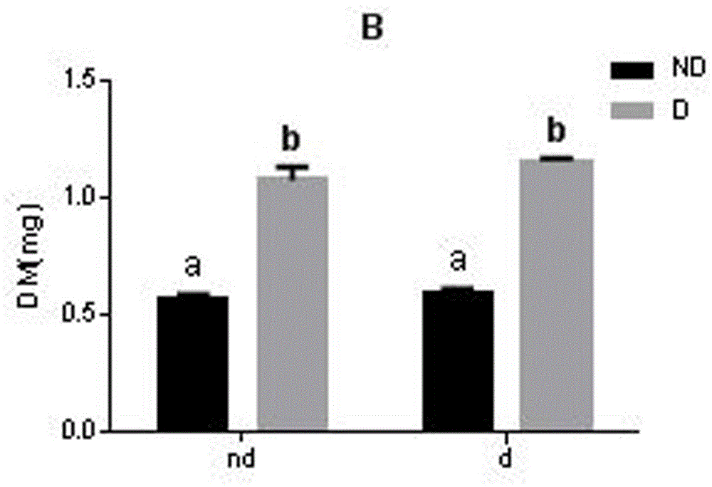 A method for improving cold resistance of blowfly chrysalis chrysalis