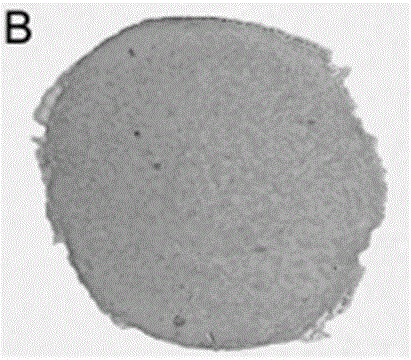 Preparation method of dental pulp stem cell and chitosan scaffold complex