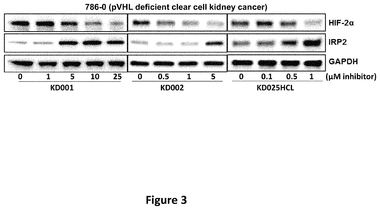 Imidazopyridine and oxazolopyridine derivatives and analogs thereof, methods of preparation thereof, methods of HIF-2A pathway inhibition, and induction of ferroptosis