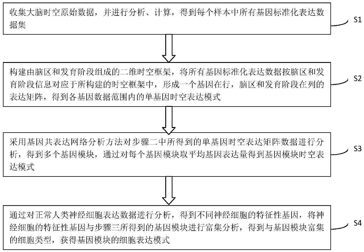 Method for establishing human brain gene expression space-time norm