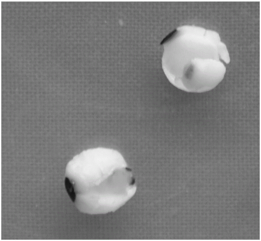 Method for directly inducing regenerated plants in vitro by means of mature sapium sebiferum endosperm