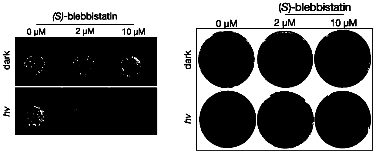 Application of blue light activated (S)-blebbistatin molecules to killing of drug-resistant acinetobacter baumannii, and method for killing drug-resistant acinetobacter baumannii through blue light activated (S)-blebbistatin molecules