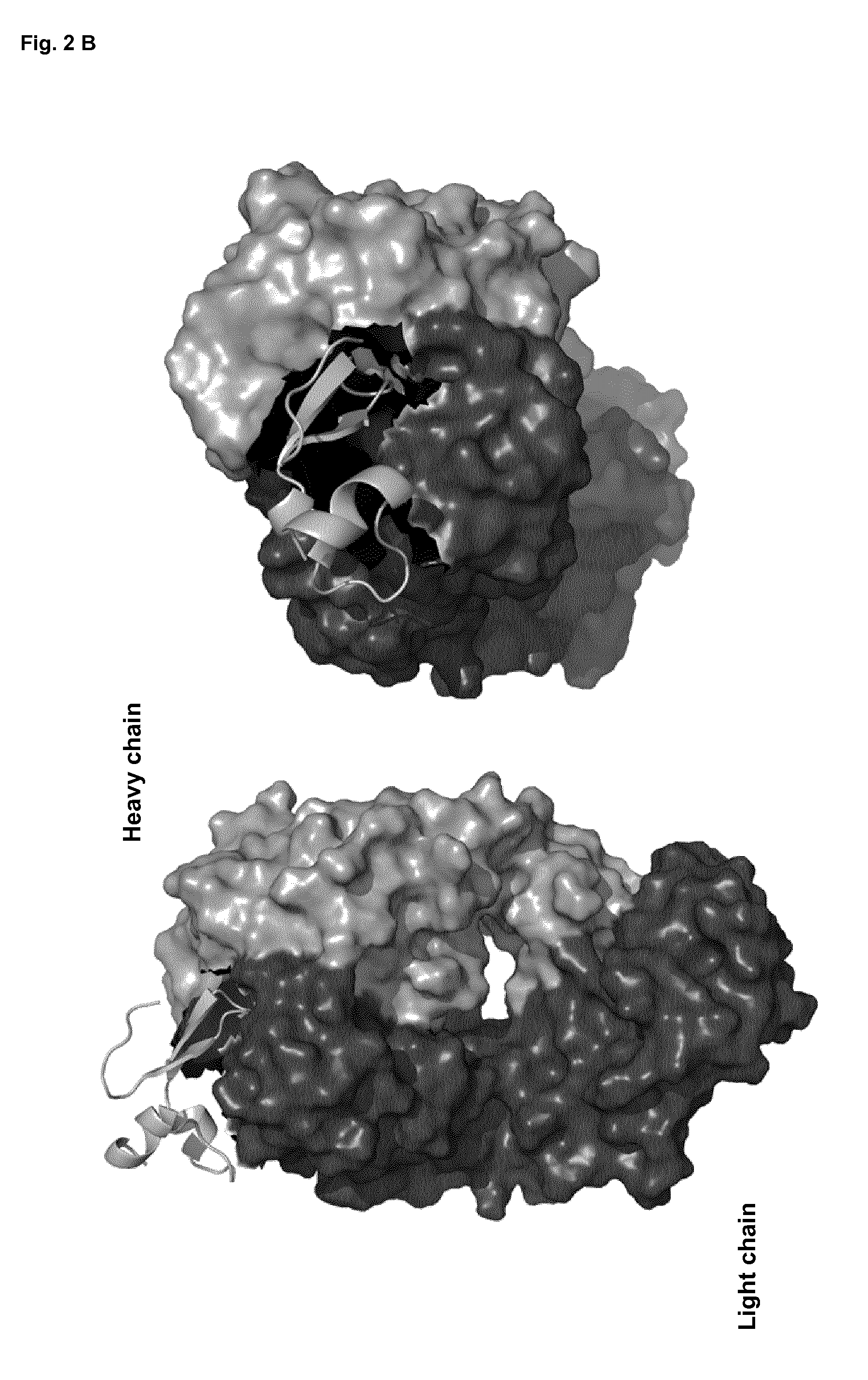 Antibody that binds cd269 (BCMA) suitable for use in the treatment of plasma cell diseases such as multiple myeloma and autoimmune diseases