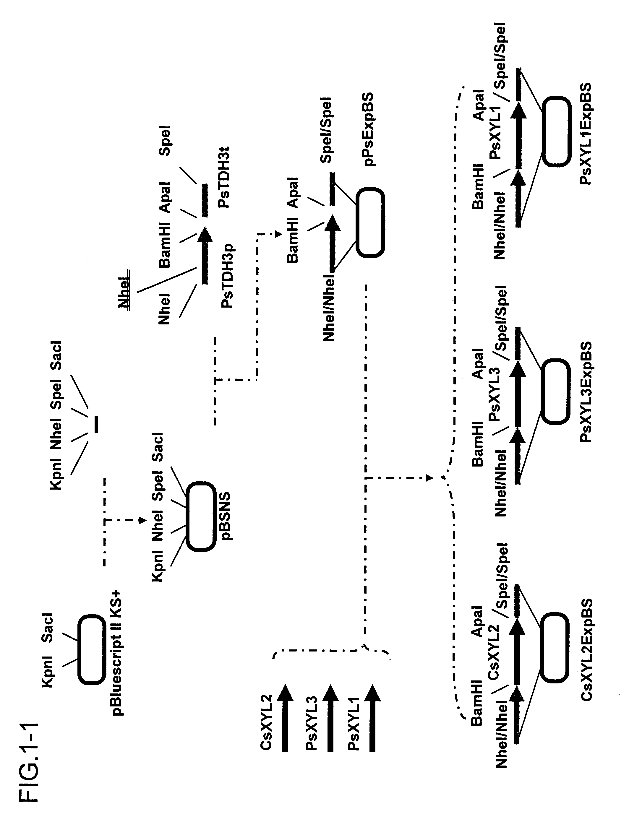 DNA encoding xylitol dehydrogenase