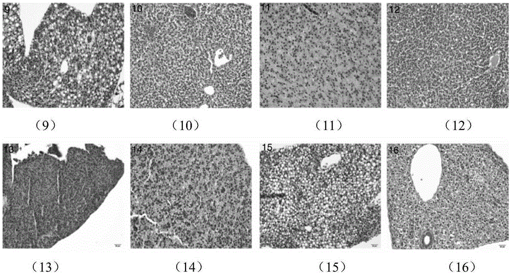 Establishment method for alcoholic fatty liver zebra fish model