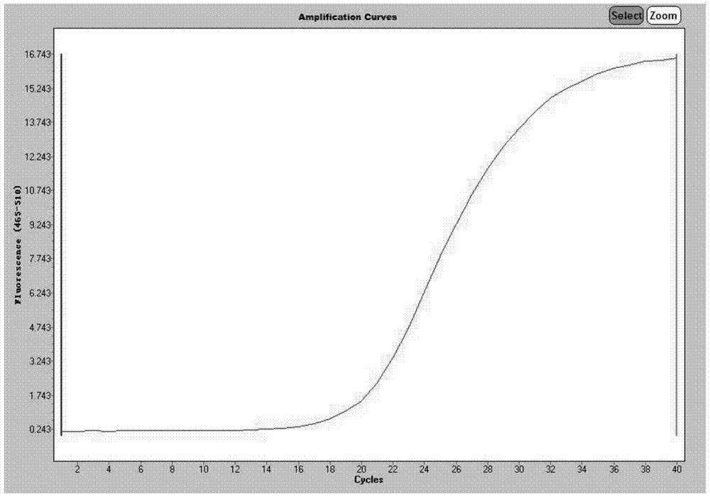 Primer and kit for detecting bacterial aminoglycoside resistance genes