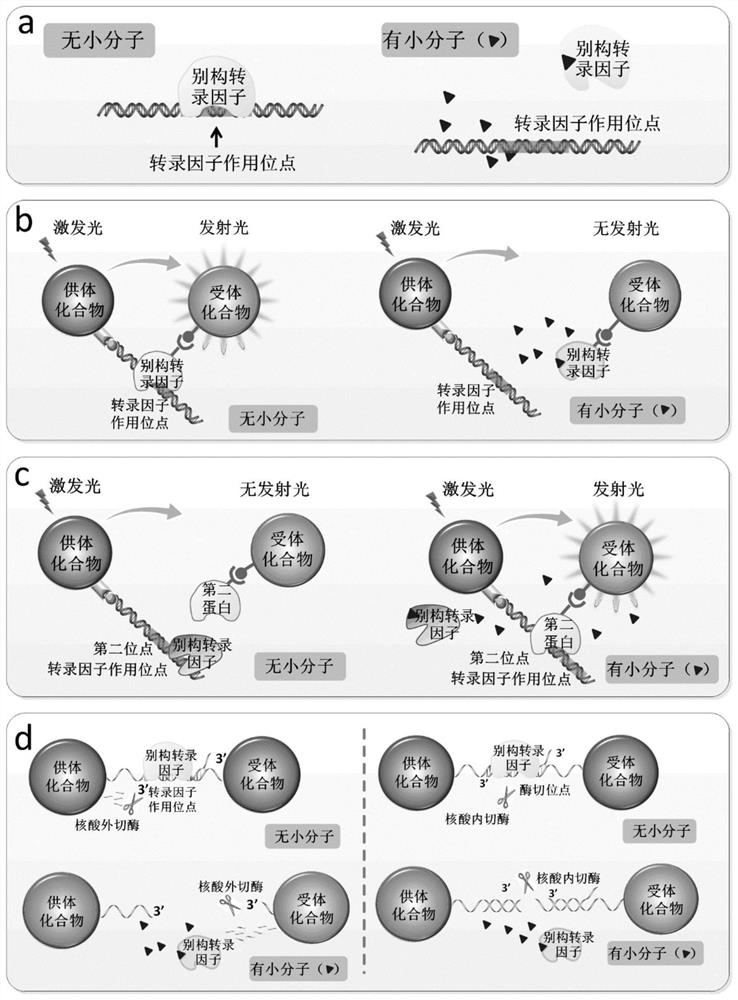 Biosensors comprising allosteric transcription factor regulatory systems, kits and their use in small molecule detection