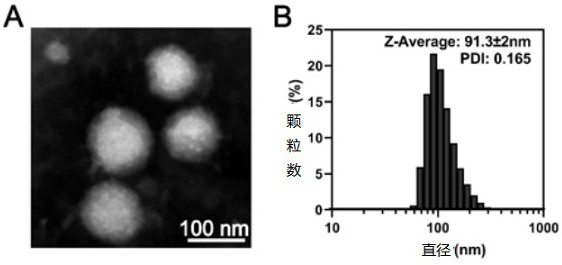 Redox dual-sensitive nano-drug delivery system as well as preparation method and application thereof