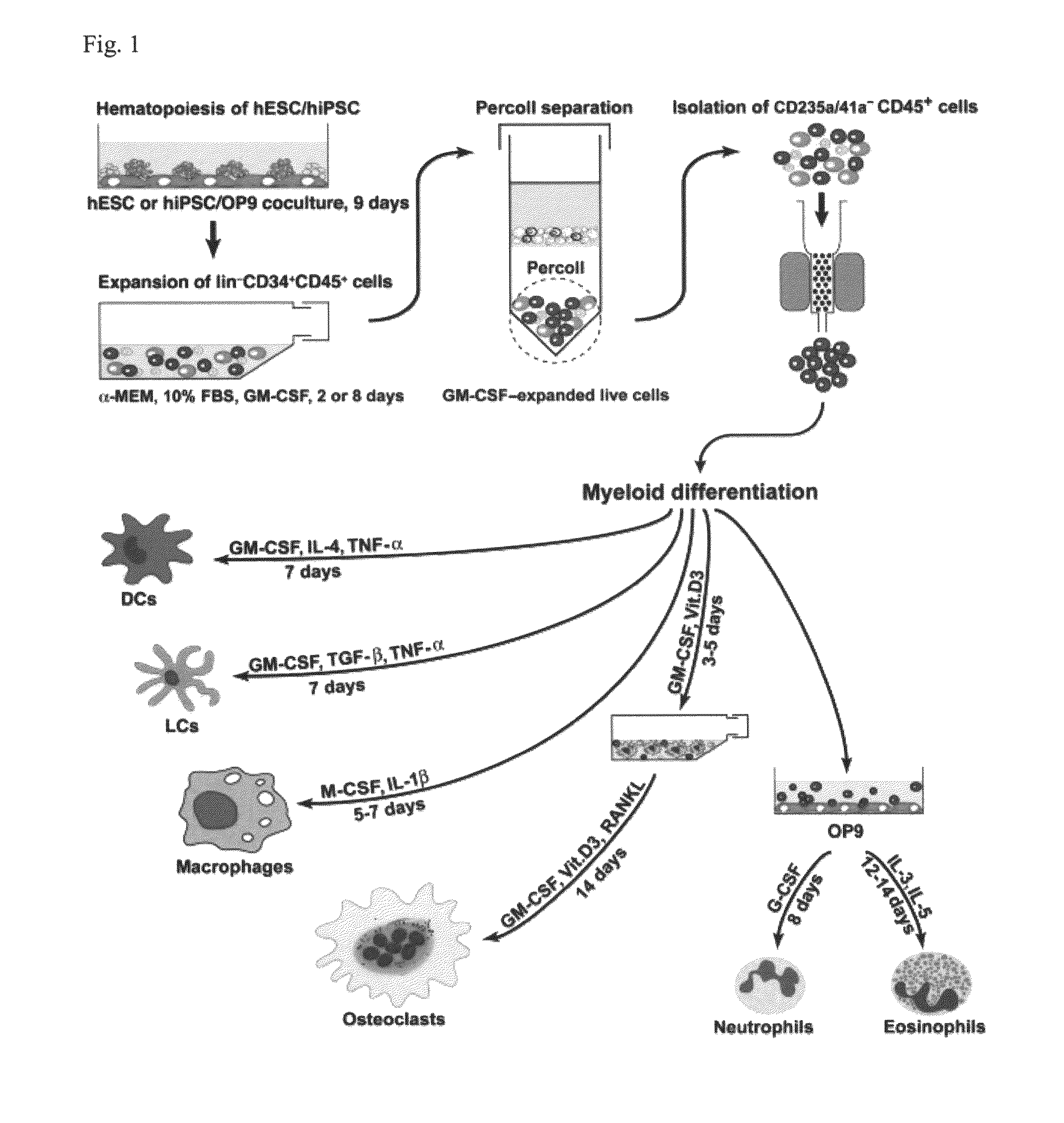 Generation of mature myelomonocytic cells through expansion and differentiation of pluripotent stem cell-derived lin<sup>-</sup>CD34<sup>+</sup>CD43<sup>+</sup>CD45<sup>+</sup>progenitors