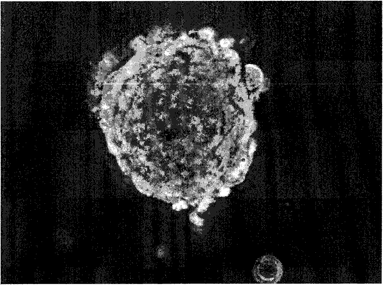 Method for improving tumor cell cloning efficiency