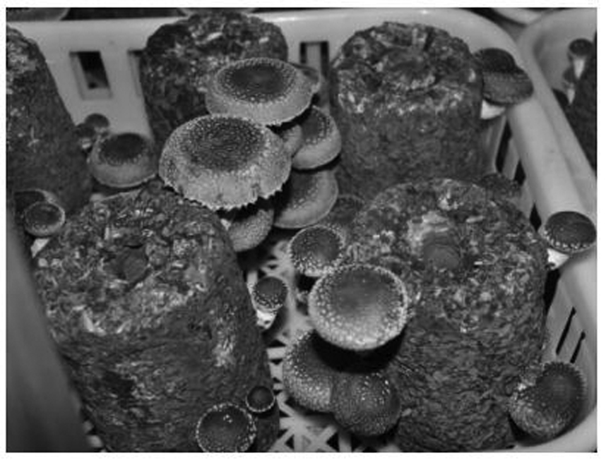 A Lentinus edodes strain Nongxiang No. 5 suitable for industrial cultivation and its molecular identification method