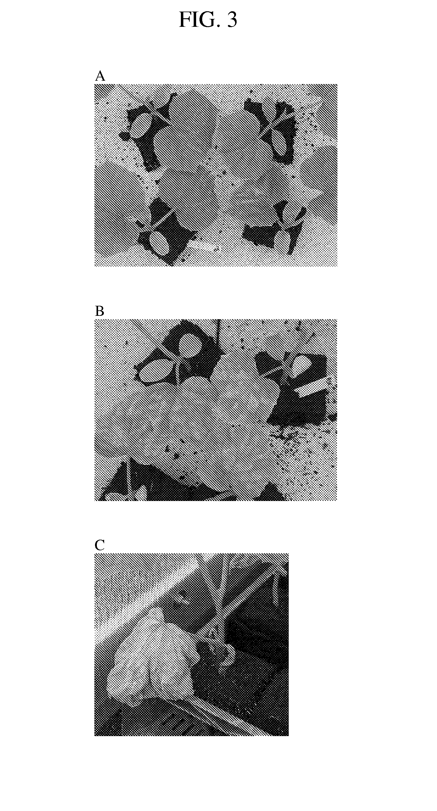 Methods and compositions for identifying downy mildew resistant cucumber plants