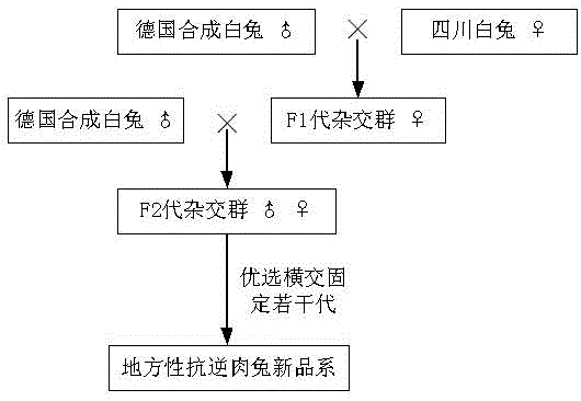 Breeding method of a new strain of endemic stress-resistant meat rabbit