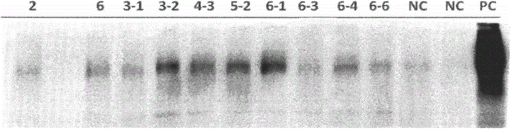 Cell strain for expressing HER2 gene, and construction method and application thereof