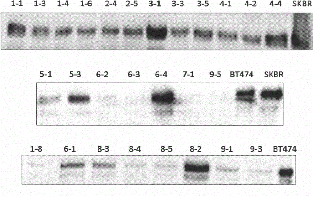 Cell strain for expressing HER2 gene, and construction method and application thereof