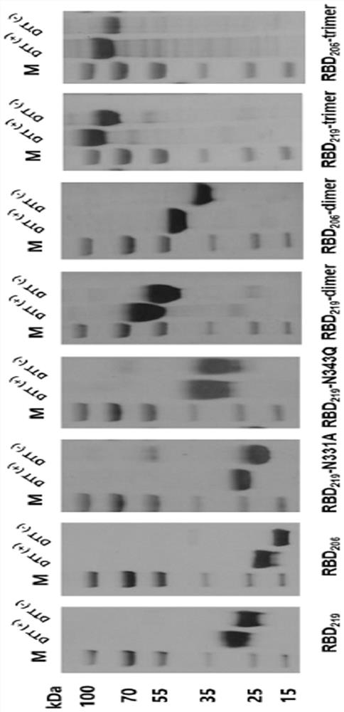 SARS-CoV-2 receptor bind region glycosylation modification antigen and application thereof