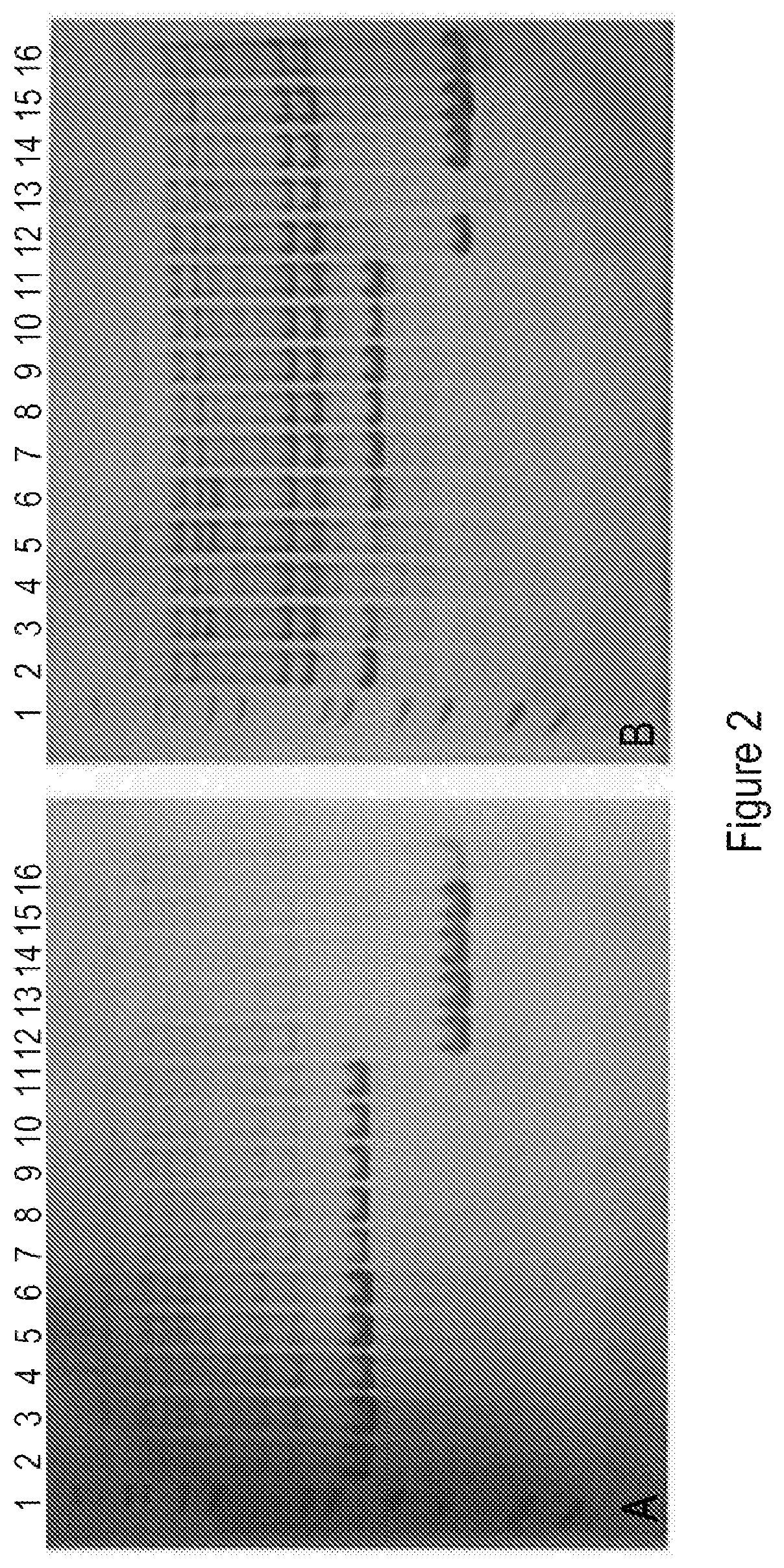 Modified protein