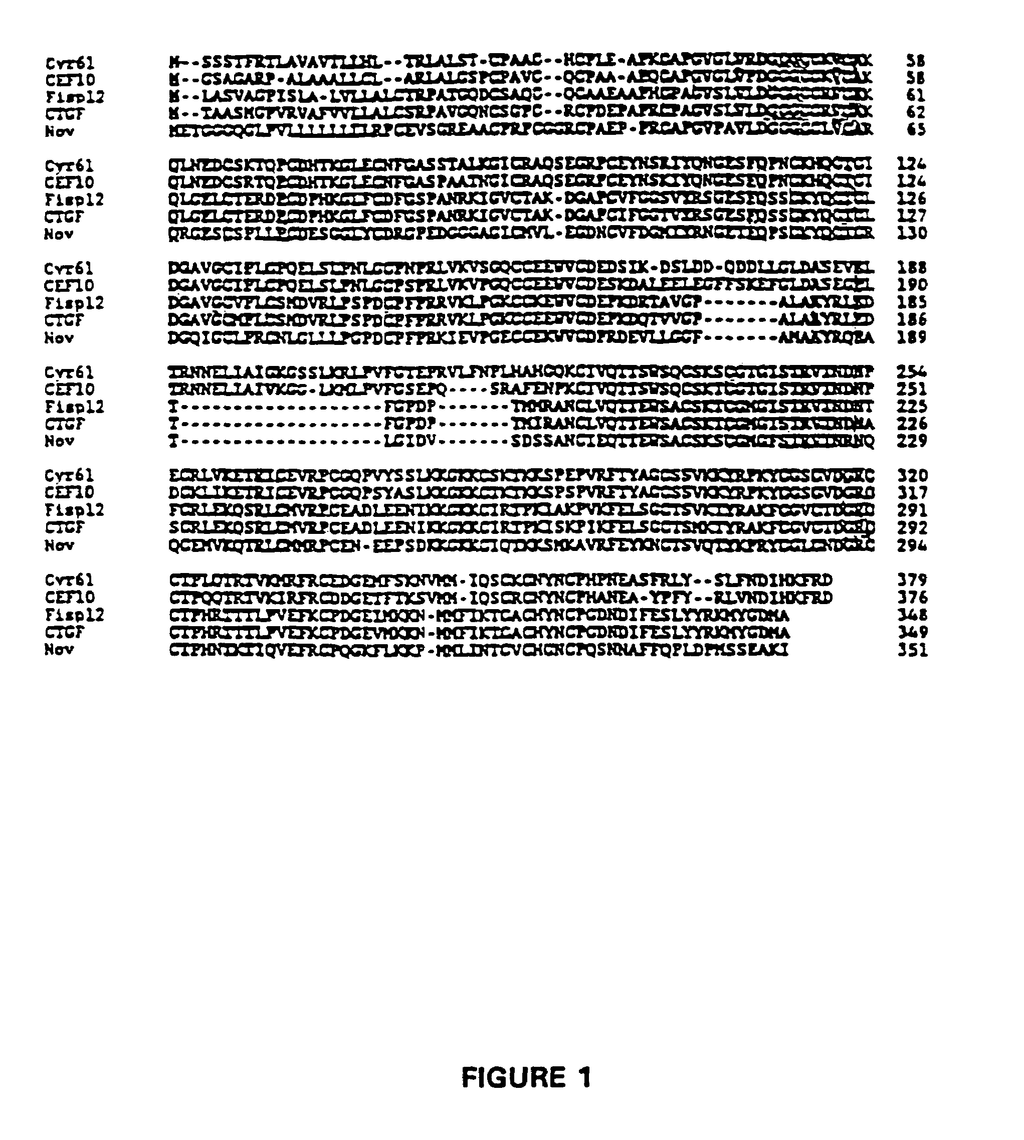 Antibody for human Cyr61