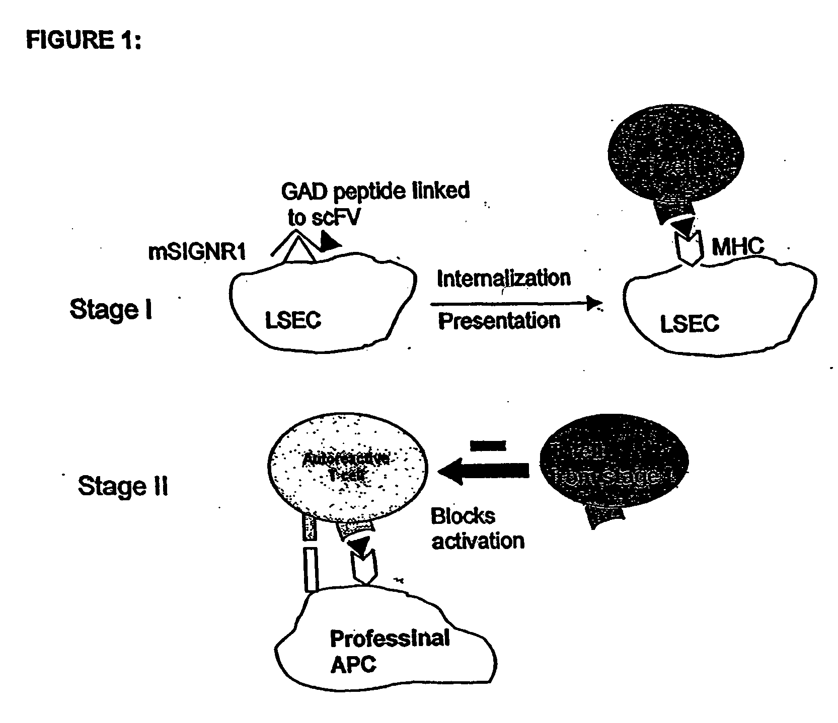 Method of treating autoimmune disease by inducing antigen presentation by tolerance inducing antigen presenting cells