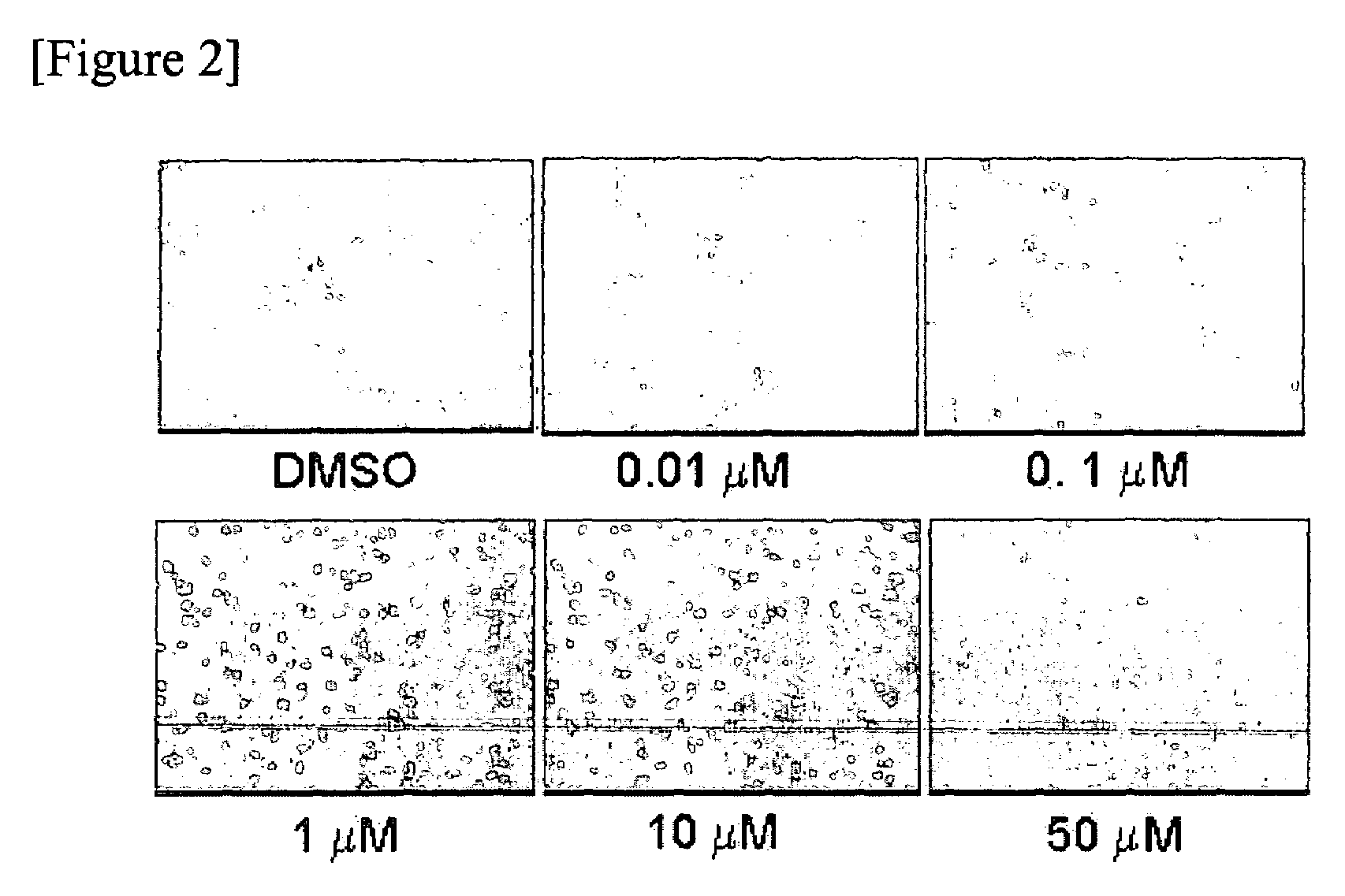 Pharmaceutical compositions of diaryl-isoxazole derivatives for the prevention and treatment of cancers