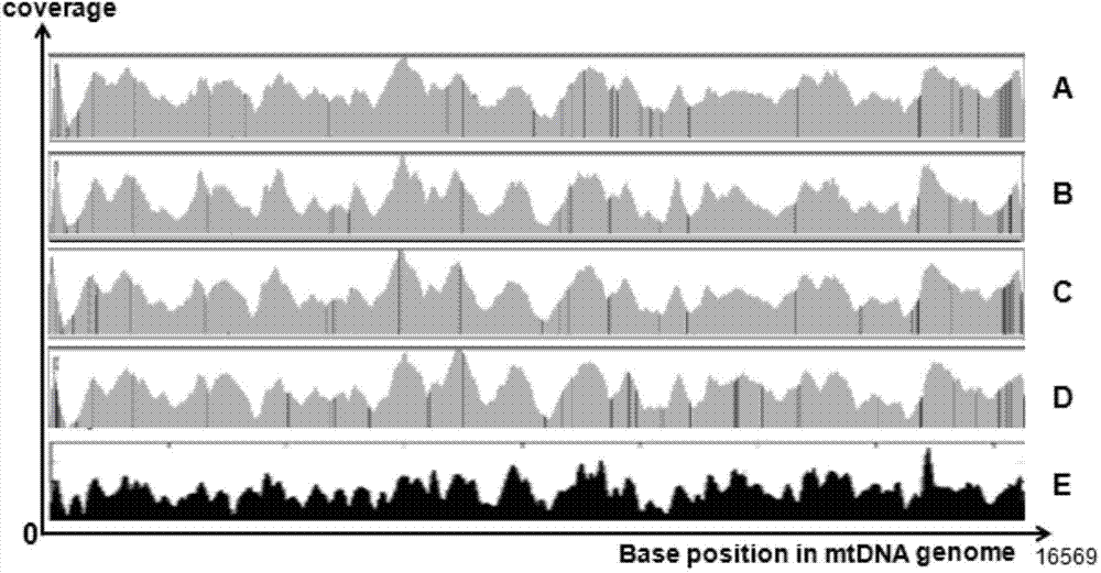 Preparation method and application of DNA capturing probe