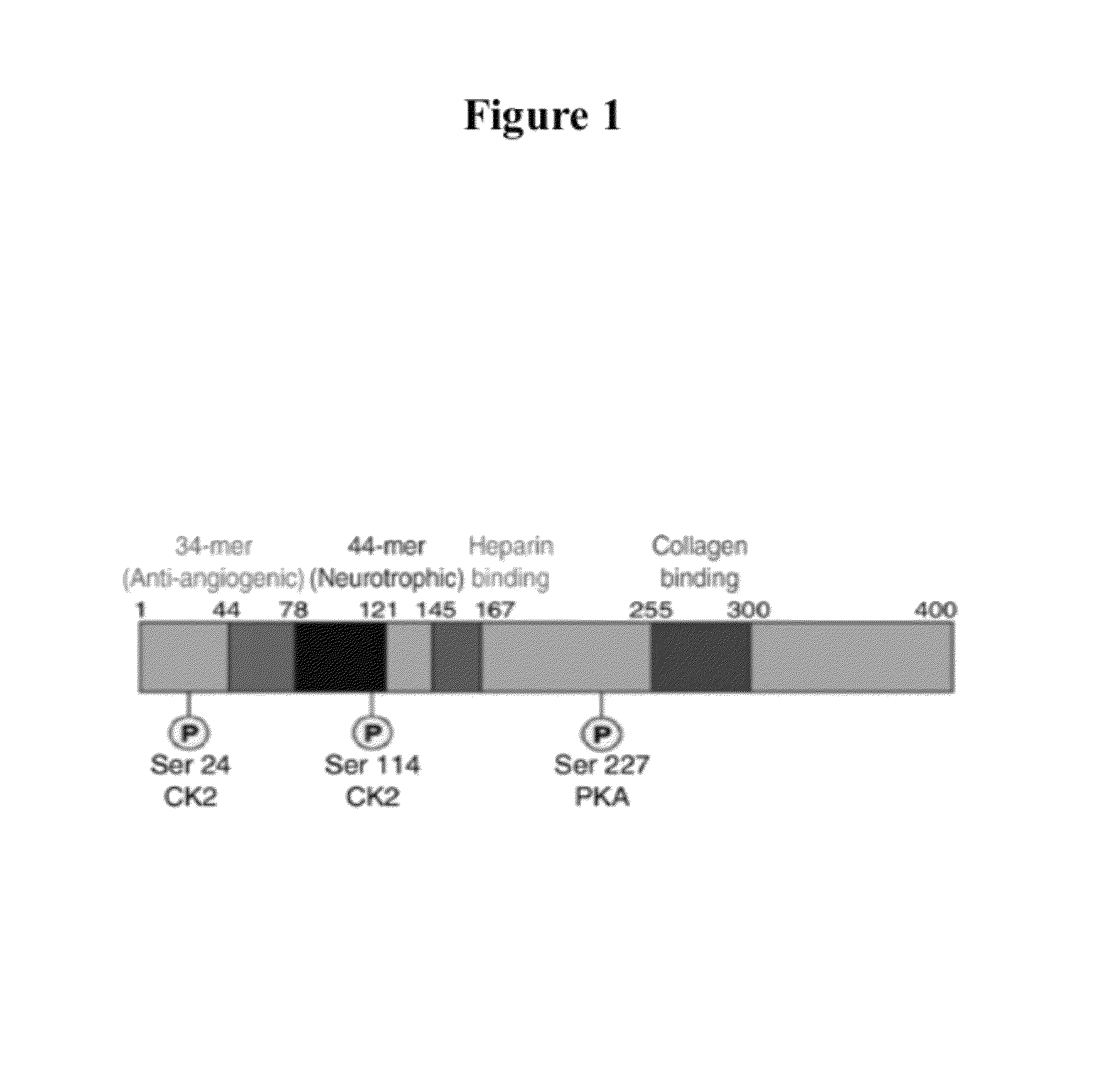 Methods and compositions for inhibiting angiogenesis