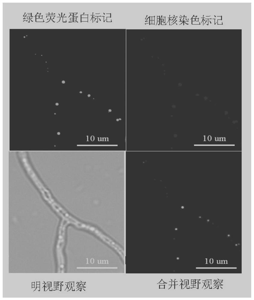 A genome editing vector, its composed genome editing system and application