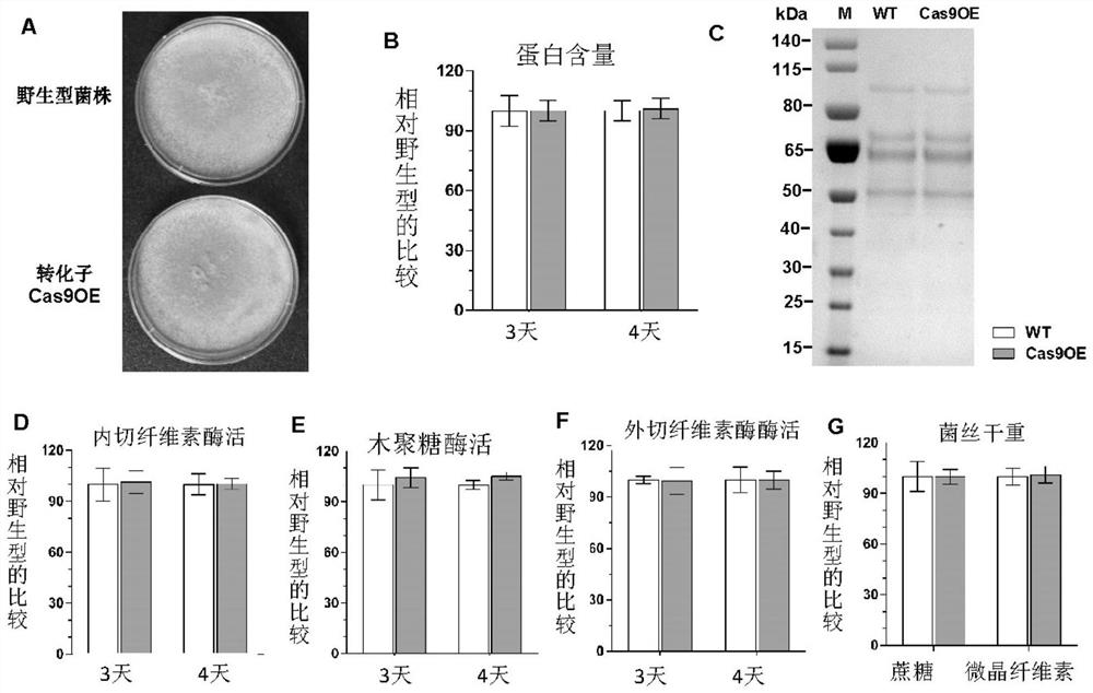 A genome editing vector, its composed genome editing system and application