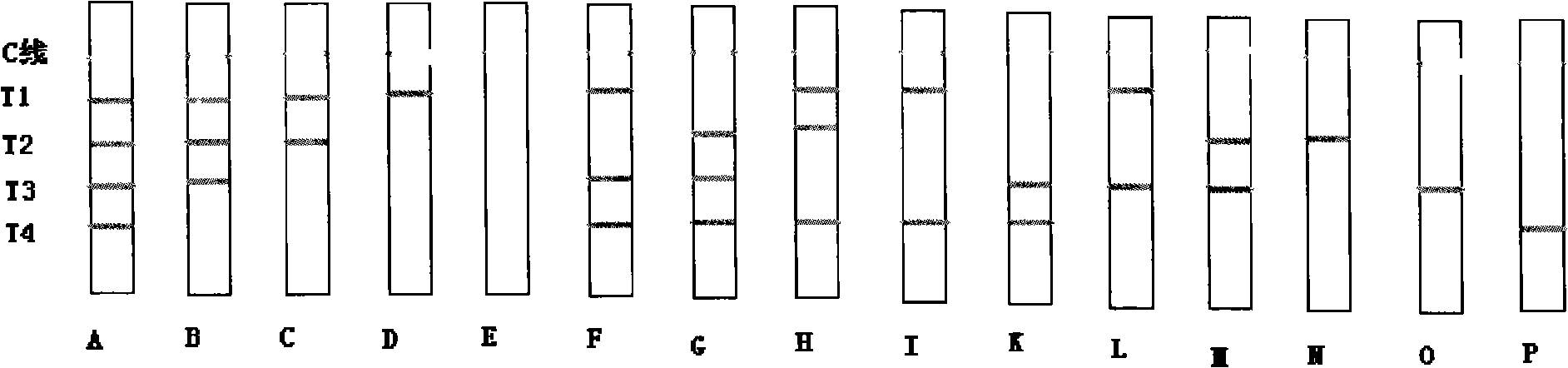 Colloidal gold immune chromatography test paper for detecting biotoxin and detecting method thereof