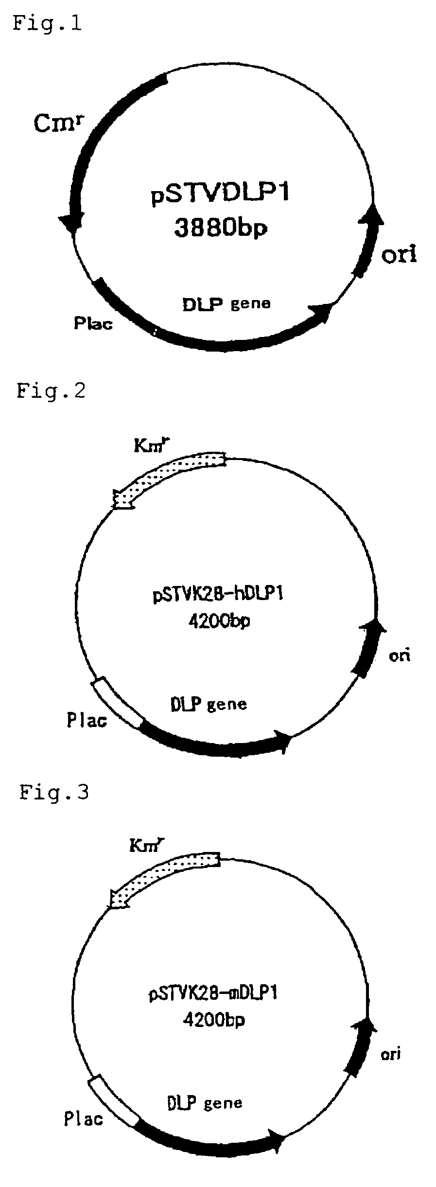 Method of expressing long-chain prenyl diphosphate synthase