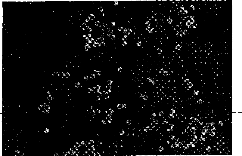 Method for synthesizing anatase type crystallizing titanium dioxide nano nuclear-shell or shell structure material by water phase one-step method