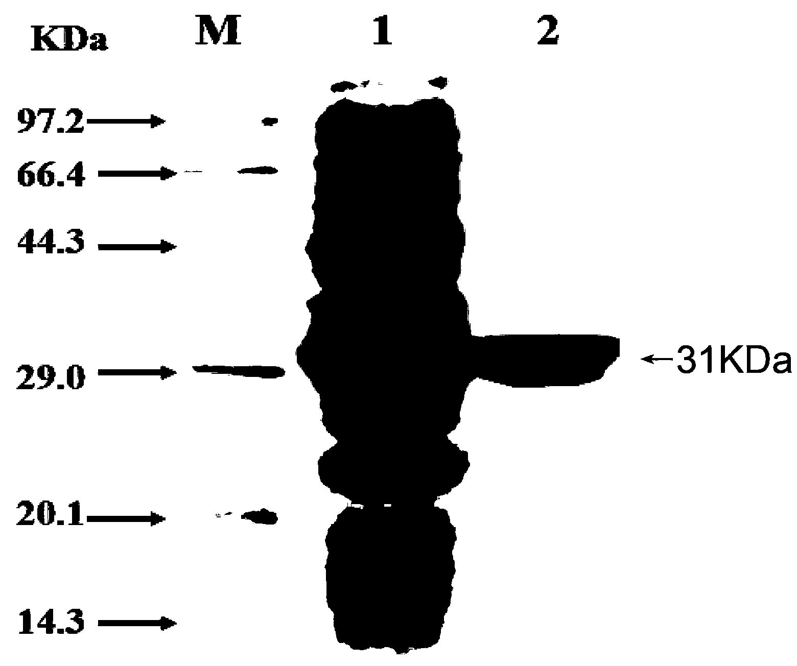 Indirect competitive ELISA (Enzyme Linked Immunosorbent Assay) method based on multi-epitope tandem peptides and used for synchronously detecting staphylococcal enterotoxin A (SEA) and staphylococcal enterotoxin G (SEG)