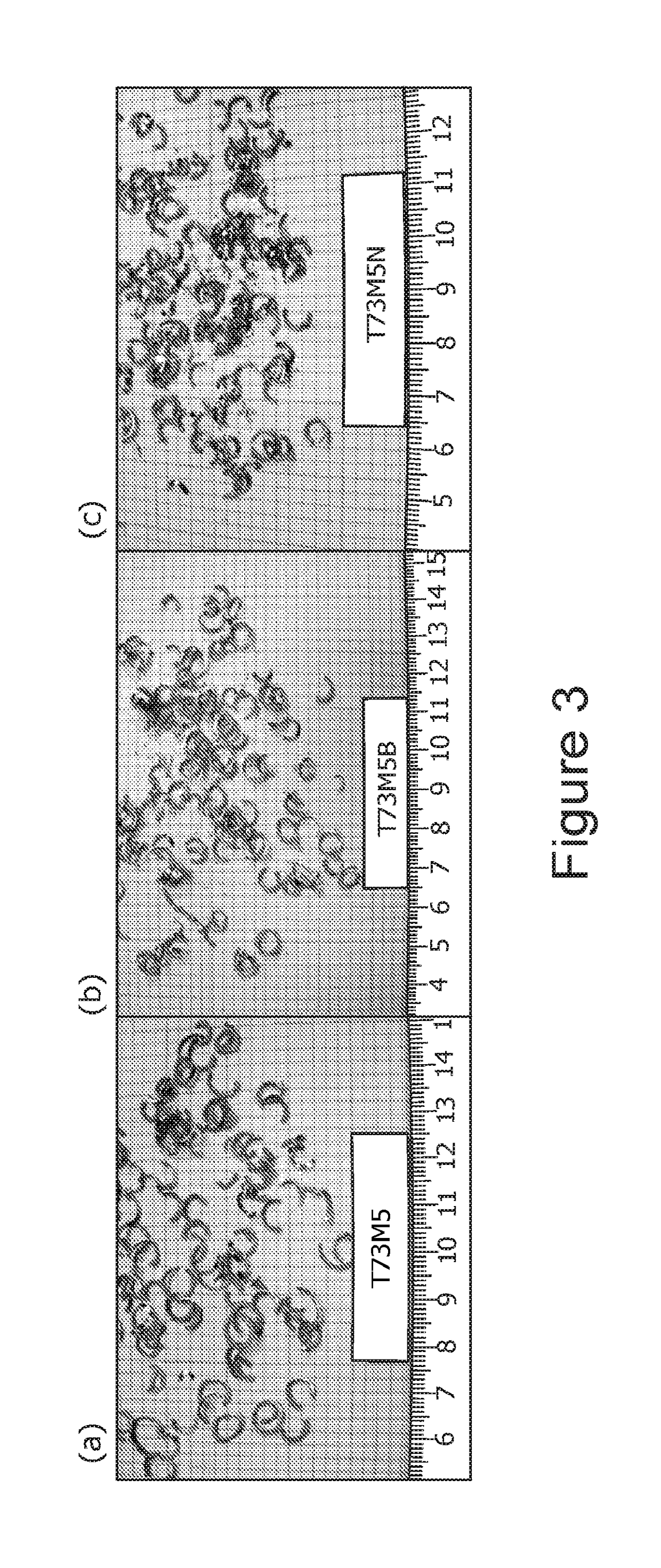 Unleaded free-cutting brass alloys with excellent castability, method for producing the same, and application thereof